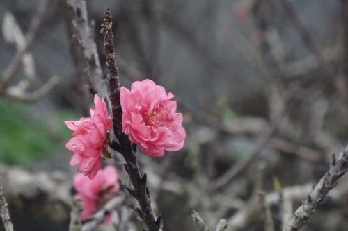 Đào tiến Vua 'đếm hoa ra tiền'