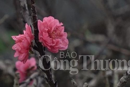 Đào tiến Vua 'đếm hoa ra tiền'