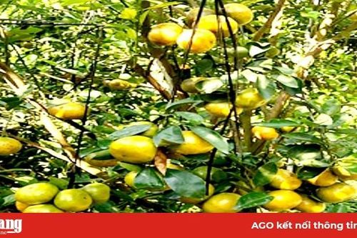 Nông dân Vĩnh An cung ứng 30 tấn cam, quýt Tết
