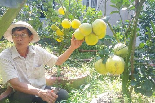 Bưởi diễn 'cháy hàng', quýt hồng chậu giá cao