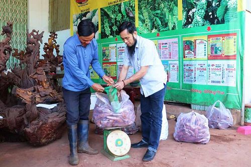 Đak Đoa: Liên kết sản xuất để nâng cao hiệu quả