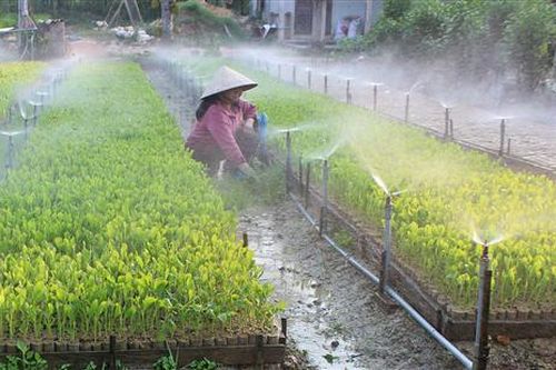 Hải Lăng: Gieo ươm hơn 5 triệu cây giống lâm nghiệp