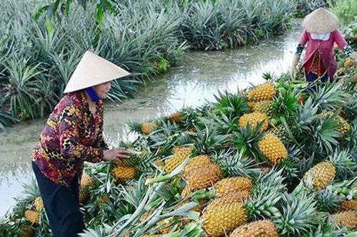 Mở lối cho nông sản