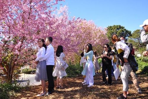 Đà Lạt: Đắm say với hoa anh đào ngày đầu năm mới