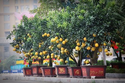 Bưởi cảnh đón Tết Canh Tý 50 triệu đồng/cây nhộn nhịp xuống phố HN