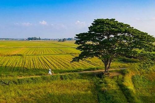 Những điều chưa biết về cây cô đơn trong phim 'Mắt Biếc'