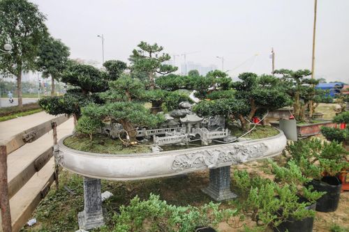 Chiêm ngưỡng 'Đồi Tùng La Hán' thiết kế 'bắt mắt' độc nhất vô nhị