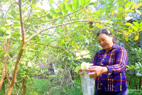 Người phụ nữ gần 20 lần hiến máu cứu người ở Nghệ An