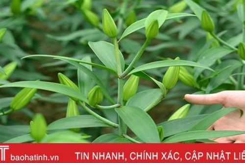 Nghe chủ vườn mẫu hoa ly ở TX Kỳ Anh bật mí cách kiếm cả trăm triệu dịp tết