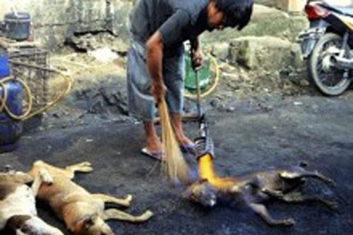 Lời đồn 'chó báo oán' khiến phố thịt chó Nhật Tân lừng danh biến mất?
