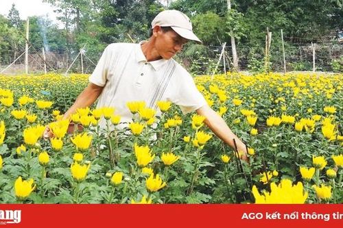 Mùa hoa Tết