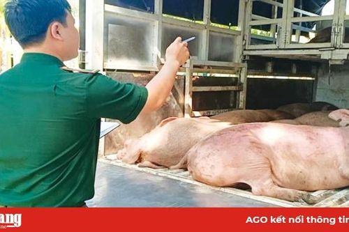 'Nóng' tình trạng nhập lậu heo hơi, đường cát