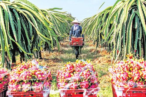 Tăng xuất khẩu trái cây vào thị trường khó tính