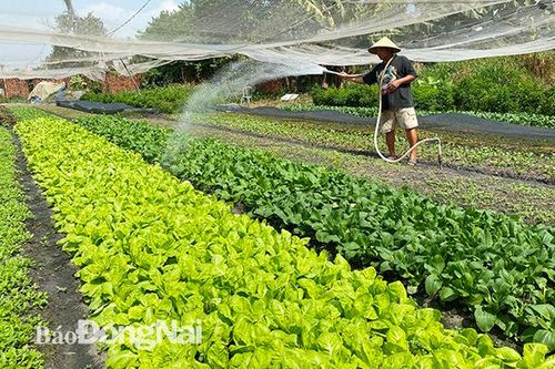 Hỗ trợ vốn cho nông dân sản xuất