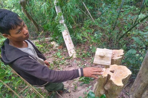 Bắt quả tang 6 lâm tặc đang cưa gỗ