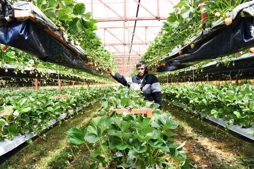 Bước chuyển từ những vùng chuyên canh