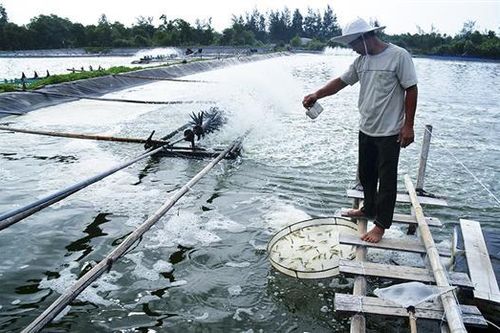 Hướng tới nhân rộng mô hình nuôi tôm công nghệ cao