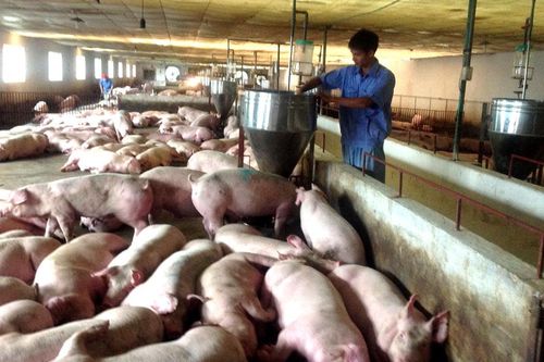 Giá thịt lợn hơi xuất chuồng bắt đầu giảm nhiệt