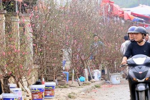 1,5 triệu đồng cành đào Nhật Tân, người dân thích thú mua hưởng không khí Tết sớm