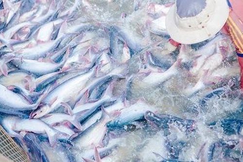 Kim ngạch xuất khẩu thủy sản giảm