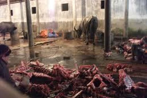 Quảng Nam: Liên tiếp phát hiện các cơ sở giết mổ bơm nước vào bò