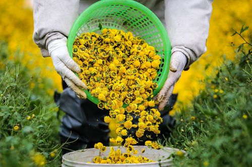Hoa cúc chi giảm giá mạnh vì tăng diện tích không kiểm soát