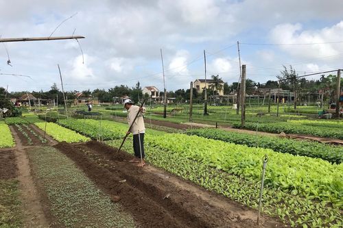 Hoa Tết miền Trung được mùa, được giá