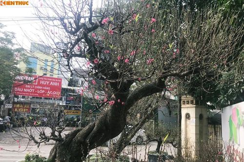 Đào khủng giá hàng trăm triệu hút dân chơi Tết Nguyên đán 2020