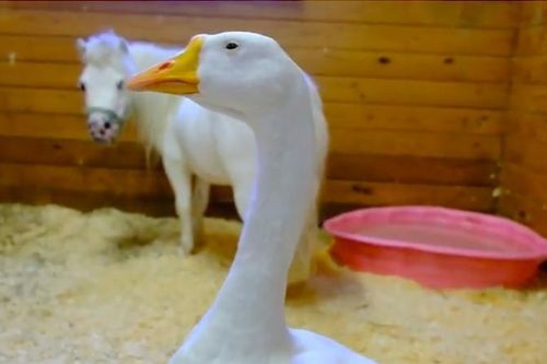 Lạ kỳ ngựa lùn và ngỗng trắng 'tự định nhân duyên', người 'bất lực'