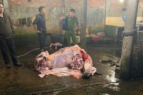 Bắt quả tang 3 lò mổ ở Quảng Nam bơm nước vào bụng bò để tăng trọng