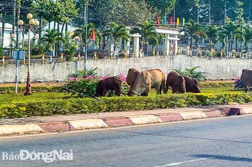 Bò 'đi dạo' giữa đường
