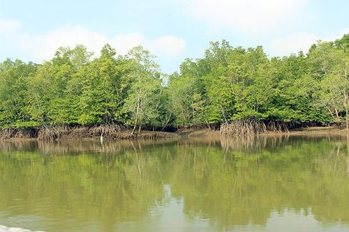 Đặc sản rừng ngập mặn