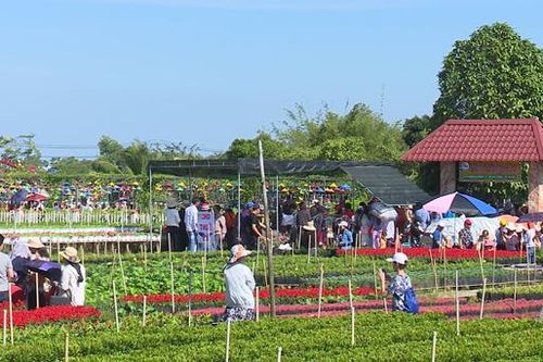 Hàng ngàn du khách tham quan làng hoa Sa Đéc dịp Tết Dương lịch