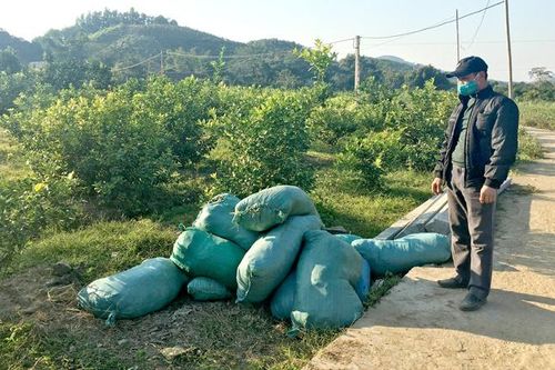 Ngăn chặn tình trạng mua bán, vận chuyển chất thải chăn nuôi