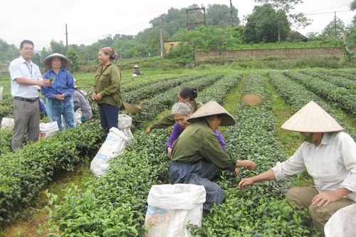 Tiên Hội - vùng quê năng động