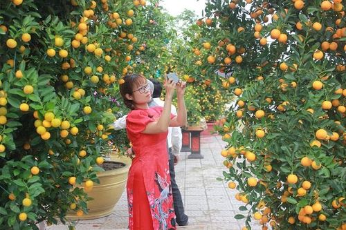 Quảng Nam: Ngày hội quất cảnh Cẩm Hà lần thứ 5