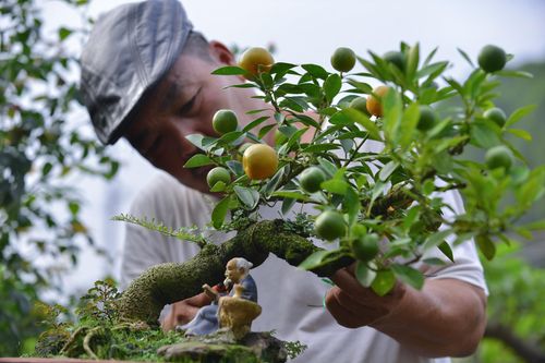 Quất thăng tiến chơi Tết giá hàng chục triệu ở Hà Nội