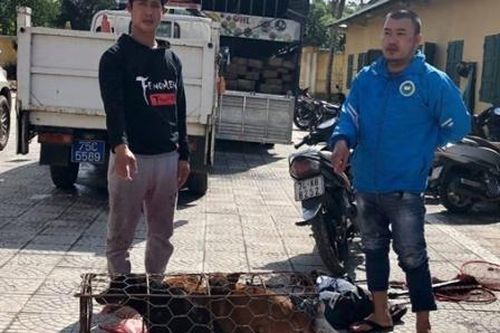 Cặp đôi lắp biển số giả đi câu trộm chó, mèo