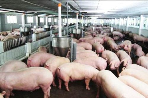 Giá lợn Việt Nam – Trung Quốc biến động ra sao trong năm 2019?