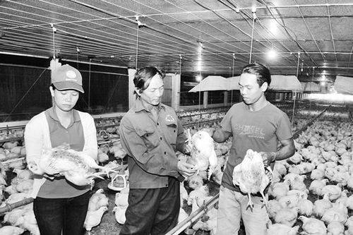 Ngành chăn nuôi vượt khó, hướng đến phát triển bền vững