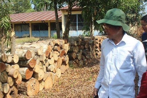 Vụ phá rừng ở khu bảo tồn: Ba người làm công không đốn hạ cây rừng