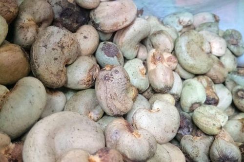 Xây dựng quy chuẩn hạt điều thô