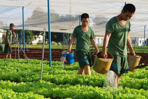 Toàn quân đảm bảo hậu cần, đón Tết vui tươi, tiết kiệm