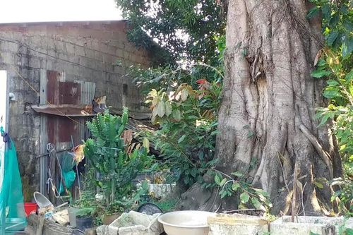 Lo sợ từng ngày bên 3 cây 'quái thú' bị bỏ rơi tại Huế
