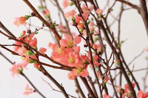 Tết nhà giàu, bình anh đào trái vụ, hàng ngoại xách tay giá chục triệu