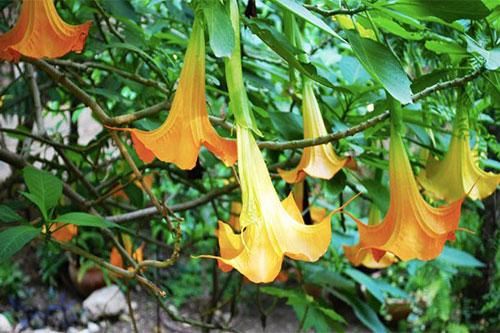 Những loài cây đáng sợ không muốn mất mạng phải tránh xa (Phần 1)