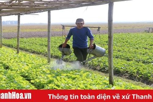 Phát huy vai trò HTX trong phát triển nông nghiệp ở huyện Thọ Xuân