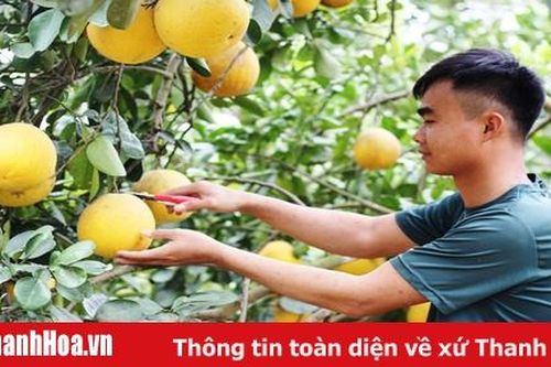 Bưởi Yên Ninh rộn ràng vào Tết
