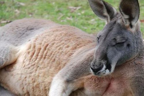 Kangaroo vào nhà dân ăn vụng, đấm chủ nhà nhập viện