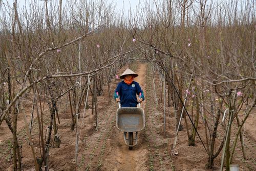 Thu hàng chục triệu mỗi ngày từ đào Nhật Tân nở sớm